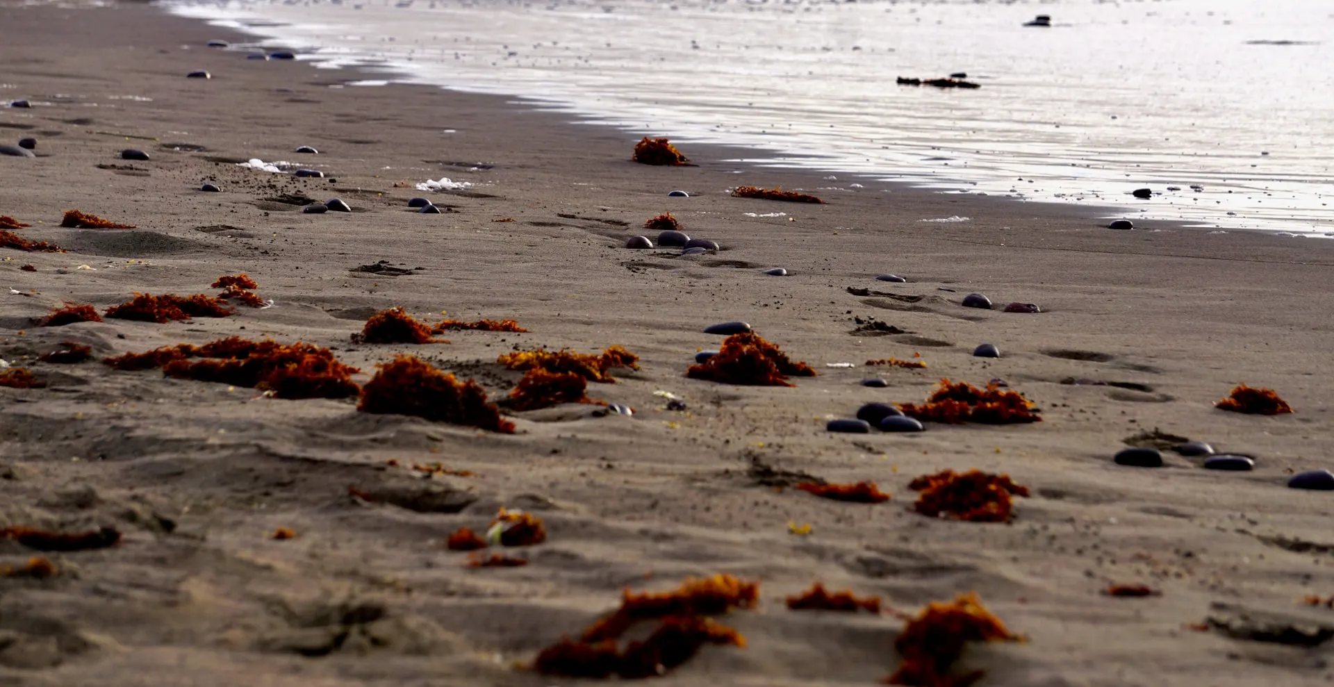 Rotalgen am Strand