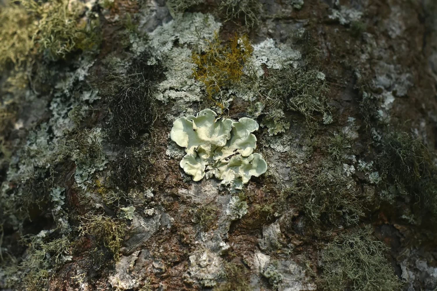 Cladosporium an einer Fassade