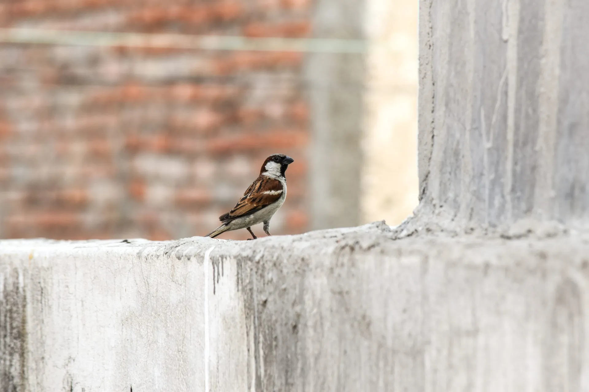 Vogelkot an der Hauswand