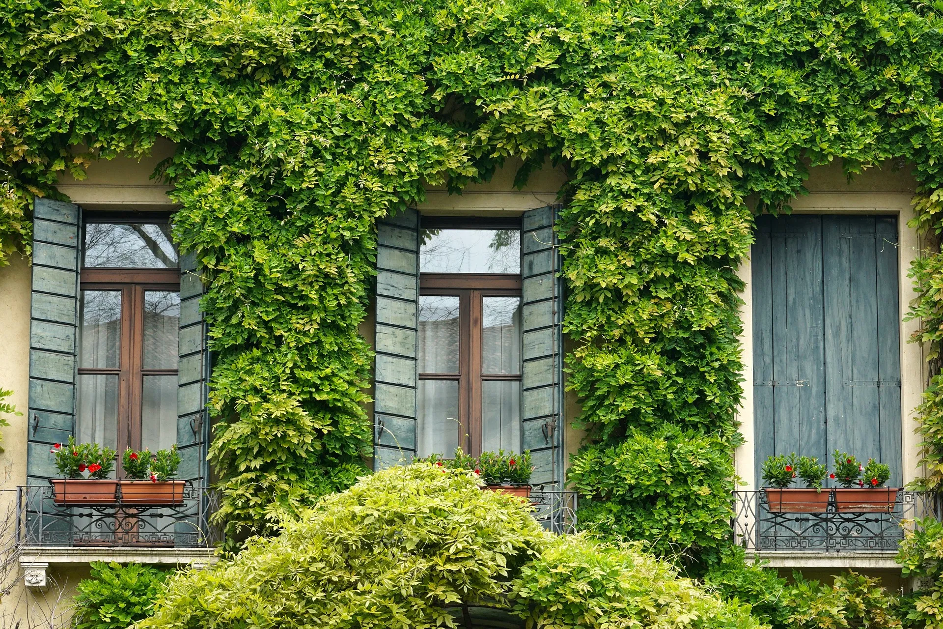Efeu von der Fassade entfernen | Fassadenklar